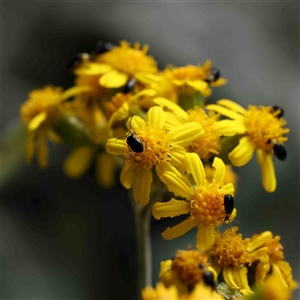 Chrysocephalum semipapposum at The Rock, NSW by ConBoekel