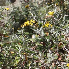 Senecio garlandii at The Rock, NSW - 7 Oct 2024 10:49 AM