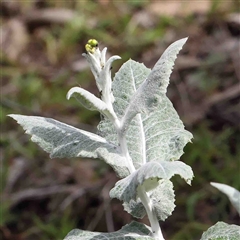 Senecio garlandii at The Rock, NSW - 7 Oct 2024 10:49 AM