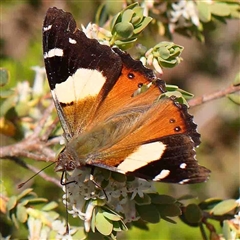 Vanessa itea (Yellow Admiral) at The Rock, NSW - 7 Oct 2024 by ConBoekel