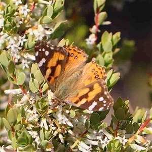 Vanessa kershawi (Australian Painted Lady) at The Rock, NSW by ConBoekel