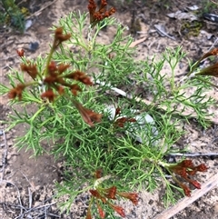 Petrophile multisecta (Kangaroo Island Conesticks) at Flinders Chase, SA - 30 Sep 2024 by MichaelMulvaney