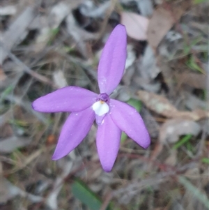 Glossodia major at Goulburn, NSW - 10 Oct 2024