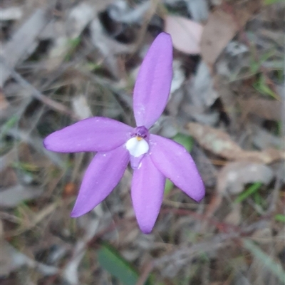 Glossodia major (Wax Lip Orchid) at Goulburn, NSW - 10 Oct 2024 by Rixon