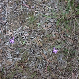 Glossodia major at Goulburn, NSW - 10 Oct 2024