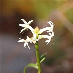 Stackhousia monogyna (Creamy Candles) at The Rock, NSW - 7 Oct 2024 by ConBoekel