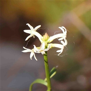 Unidentified Other Wildflower or Herb at The Rock, NSW by ConBoekel