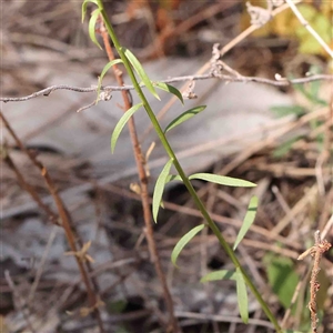Stackhousia monogyna at The Rock, NSW - 7 Oct 2024 10:08 AM