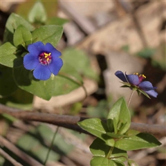 Lysimachia loeflingii (Blue Pimpernel) at The Rock, NSW - 7 Oct 2024 by ConBoekel