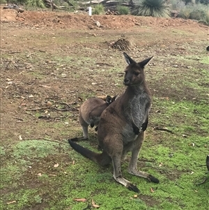 Macropus fuliginosus (Western grey kangaroo) at De Mole River, SA by MichaelMulvaney