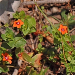 Lysimachia arvensis (Scarlet Pimpernel) at The Rock, NSW - 6 Oct 2024 by ConBoekel