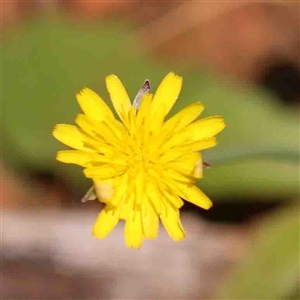 Hypochaeris radicata at The Rock, NSW - 7 Oct 2024 10:12 AM