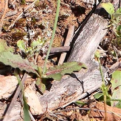 Hypochaeris radicata at The Rock, NSW - 7 Oct 2024 10:12 AM