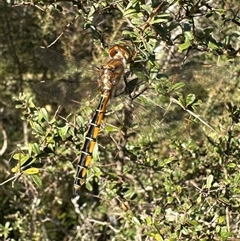 Procordulia jacksoniensis at Tantawangalo, NSW - suppressed