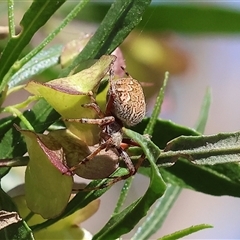 Araneus hamiltoni at Albury, NSW - 9 Oct 2024 by KylieWaldon