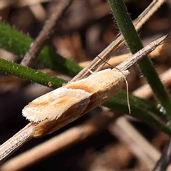 Eublemma rivula (A Noctuid moth (Erebidae)) at The Rock, NSW - 7 Oct 2024 by ConBoekel
