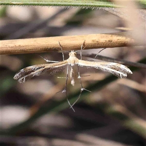 Sphenarches anisodactylus at The Rock, NSW by ConBoekel