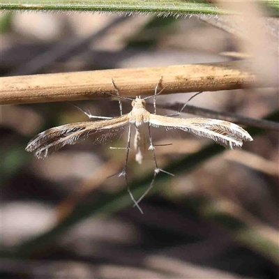 Sphenarches anisodactylus at The Rock, NSW - 7 Oct 2024 by ConBoekel