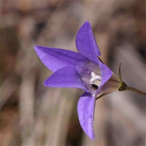 Unidentified Other Wildflower or Herb at The Rock, NSW by ConBoekel