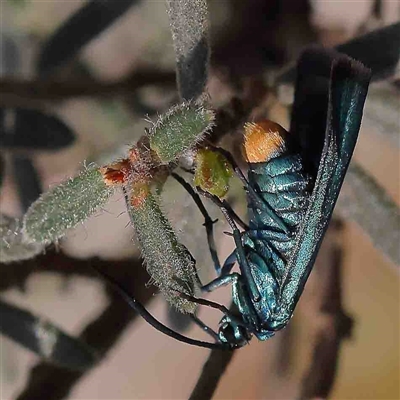 Pollanisus (genus) (A Forester Moth) at The Rock, NSW - 7 Oct 2024 by ConBoekel