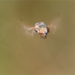 Unidentified Hover fly (Syrphidae) at Albury, NSW - 9 Oct 2024 by KylieWaldon