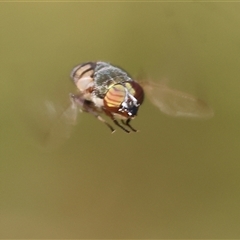 Eristalinus punctulatus at Albury, NSW - 10 Oct 2024 10:13 AM