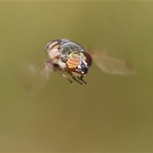 Eristalinus punctulatus at Albury, NSW - 10 Oct 2024 10:13 AM