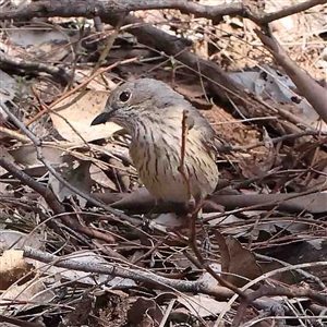 Pachycephala rufiventris (Rufous Whistler) at The Rock, NSW by ConBoekel