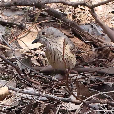 Pachycephala rufiventris (Rufous Whistler) at The Rock, NSW - 6 Oct 2024 by ConBoekel