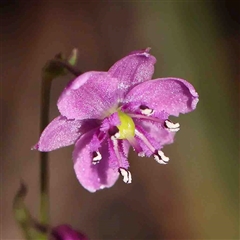 Arthropodium minus (Small Vanilla Lily) at The Rock, NSW - 6 Oct 2024 by ConBoekel