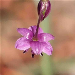 Arthropodium minus at The Rock, NSW - 7 Oct 2024