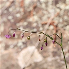 Arthropodium minus at The Rock, NSW - 7 Oct 2024 10:24 AM