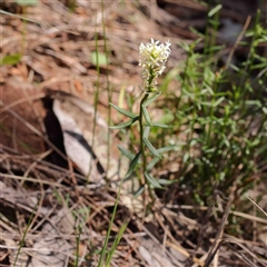 Stackhousia monogyna (Creamy Candles) at The Rock, NSW - 7 Oct 2024 by ConBoekel