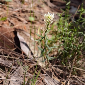 Stackhousia monogyna at The Rock, NSW - 7 Oct 2024 10:25 AM