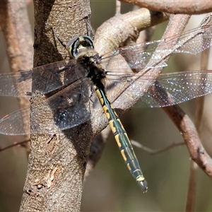 Hemicordulia tau at Albury, NSW - 10 Oct 2024