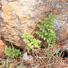 Cheilanthes austrotenuifolia at The Rock, NSW - 6 Oct 2024 by ConBoekel