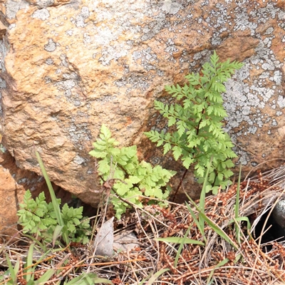 Cheilanthes austrotenuifolia at The Rock, NSW - 7 Oct 2024 by ConBoekel