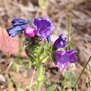 Echium sp. at The Rock, NSW - 7 Oct 2024 10:46 AM