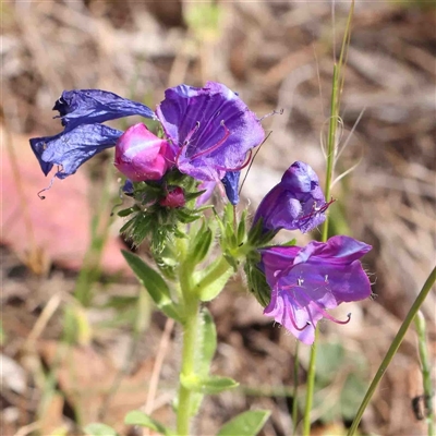 Echium sp. (Paterson's Curse or Viper's Bugloss) at The Rock, NSW - 7 Oct 2024 by ConBoekel