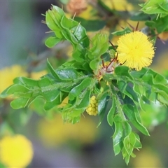 Acacia paradoxa (Kangaroo Thorn) at Albury, NSW - 9 Oct 2024 by KylieWaldon