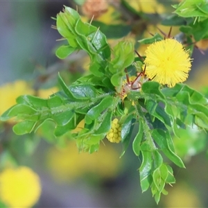 Acacia paradoxa (Kangaroo Thorn) at Albury, NSW by KylieWaldon