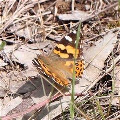 Vanessa kershawi (Australian Painted Lady) at The Rock, NSW - 7 Oct 2024 by ConBoekel