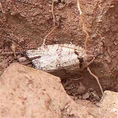 Rupicolana orthias (A tortrix or leafroller moth) at The Rock, NSW - 7 Oct 2024 by ConBoekel