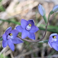 Cyanicula caerulea at Albury, NSW - 9 Oct 2024 by KylieWaldon