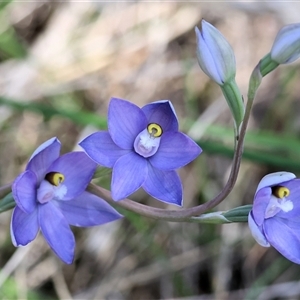 Cyanicula caerulea at Albury, NSW by KylieWaldon