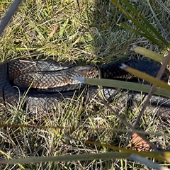 Austrelaps ramsayi (Highlands Copperhead) at Tantawangalo, NSW - 9 Oct 2024 by Pirom