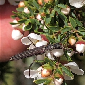 Tropis exilis (Longhorn beetle) at Flinders Chase, SA by MichaelMulvaney