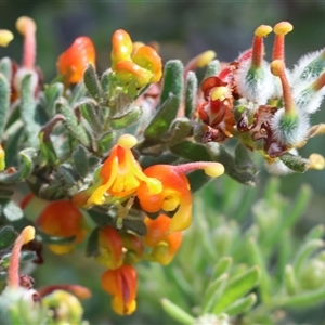 Grevillea alpina (Mountain Grevillea / Cat's Claws Grevillea) at Albury, NSW by KylieWaldon