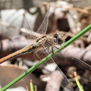 Diplacodes bipunctata (Wandering Percher) at West Albury, NSW by KylieWaldon