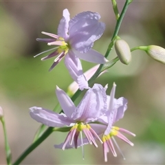 Arthropodium strictum (Chocolate Lily) at West Albury, NSW - 10 Oct 2024 by KylieWaldon